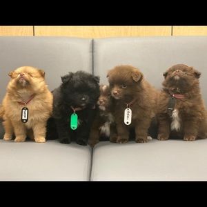 Meet your Posher, Faranak